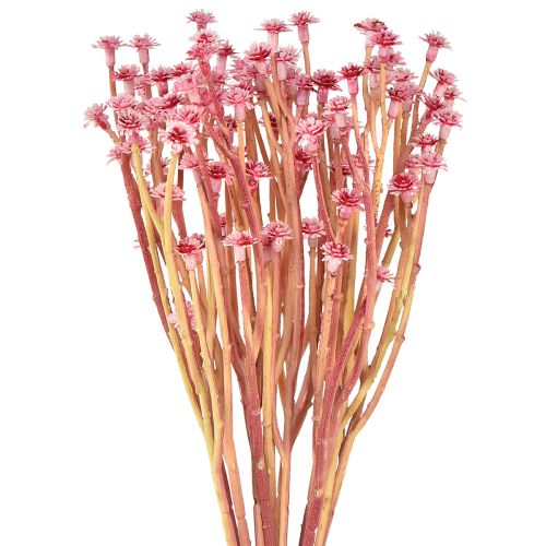 Floristik24 Currykruid Immortelle Kunstroze L28cm 12 stuks 1 bos
