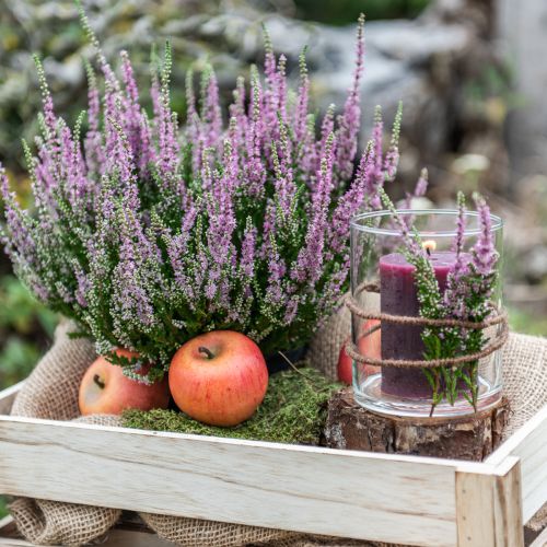 Artikel Decoratieve appels Cox 6cm 6 st