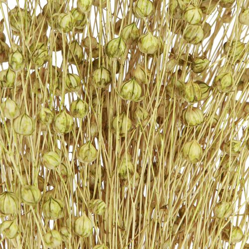 Artikel Deco Vlas Gedroogde Droogbloemen Olijfgroen 50g
