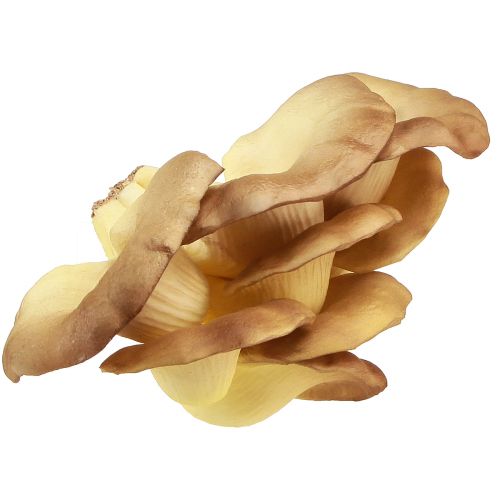Artikel Decoratieve paddenstoelen lichtbruine kunstoesterzwammen 19×12×9cm