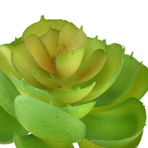 Artikel Echeveria Kunstmatige Vetplanten Groen Ø7cm 6 stuks