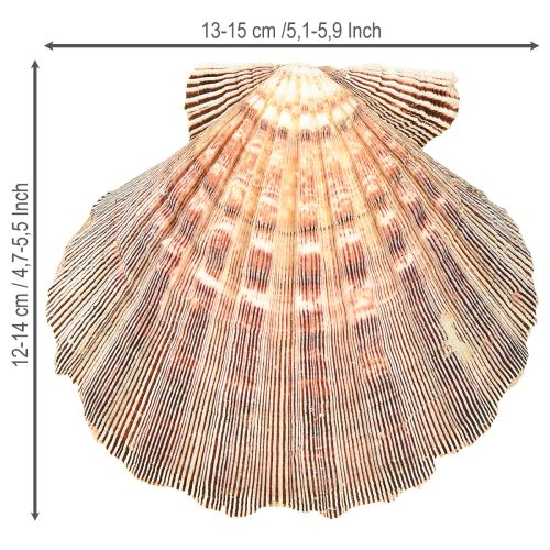 Artikel Echte Sint-Jakobsschelpen naturel – maritieme flair naturel 1 kg