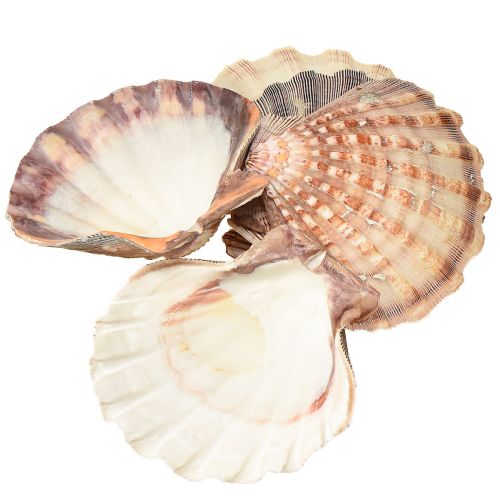 Artikel Echte Sint-Jakobsschelpen naturel – maritieme flair naturel 1 kg