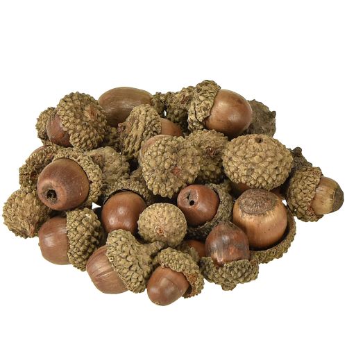 Floristik24 Eikels ter decoratie, herfstdecoratie, natuurlijke herfstvruchten Ø1,5 – 2,5 cm L1,5 – 3 cm 300 g
