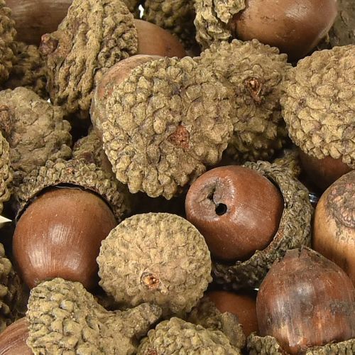 Artikel Eikels ter decoratie, herfstdecoratie, natuurlijke herfstvruchten Ø1,5 – 2,5 cm L1,5 – 3 cm 300 g