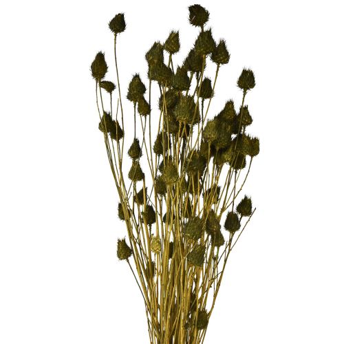Floristik24 Aardbeiendistel droge decoratie olijfgroen Ø1–2cm L55cm 100g