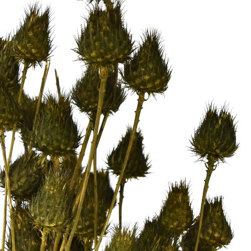 Artikel Aardbeiendistel droge decoratie olijfgroen Ø1–2cm L55cm 100g