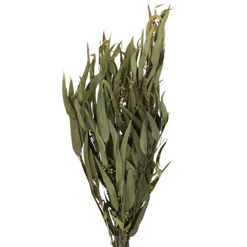 Eucalyptus Geconserveerde Takken Bladeren Groen Ovaal 150g