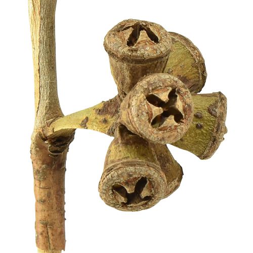Artikel Eucalyptustakken natuurlijk decoratief exotische eucalyptus 20-30cm 25 st