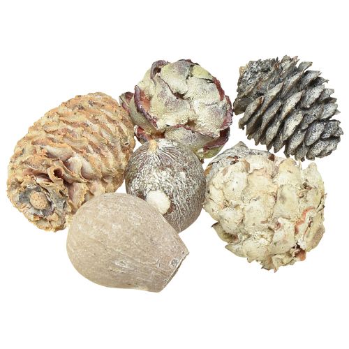 Artikel Exotische kegels Leucodendron wit gewassen 3-4cm 450g