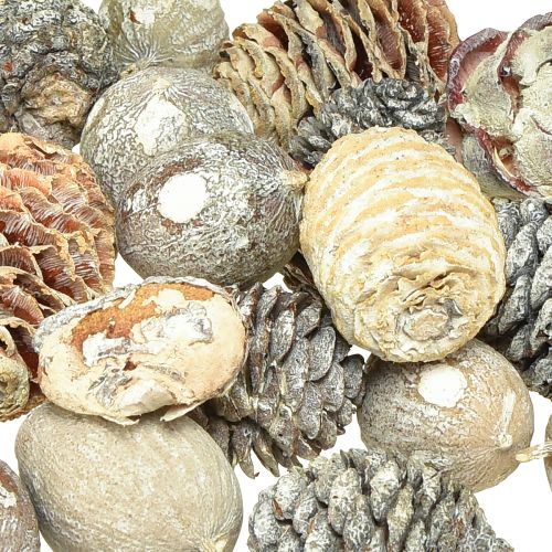 Artikel Exotische kegels Leucodendron wit gewassen 3-4cm 450g