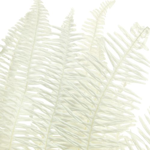 Artikel Varen Decoratieve Varenbladeren Geconserveerd Gebleekt L45cm 10 st