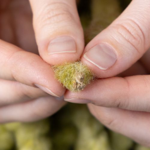 Artikel Zacht Mirabell viltkoord, wol, groen, 25 meter decoratief lint voor bloemschikken, decoratie, knutselen en doe-het-zelfprojecten