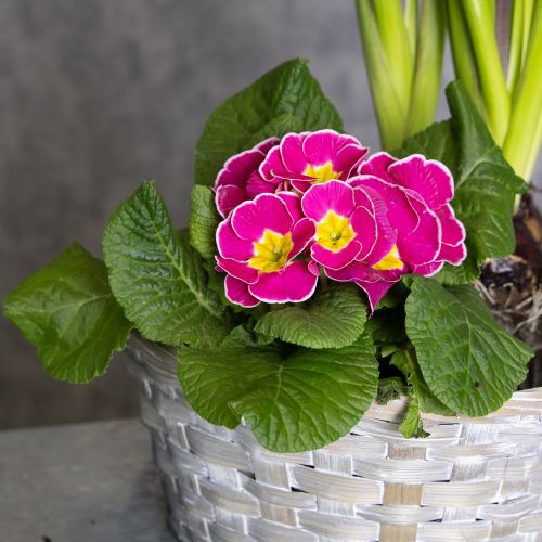 Artikel Gevlochten mand als stijlvolle bloemdecoratie in de woonkamer. Paasmand, 23 cm, 6 stuks.