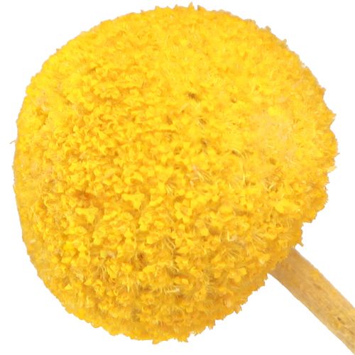 Floristik24 Gele Craspedia gedroogde drumsticks 45-55cm 20 st