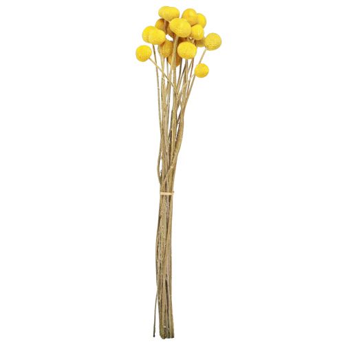 Floristik24 Gele Craspedia gedroogde drumsticks 45-55cm 20 st