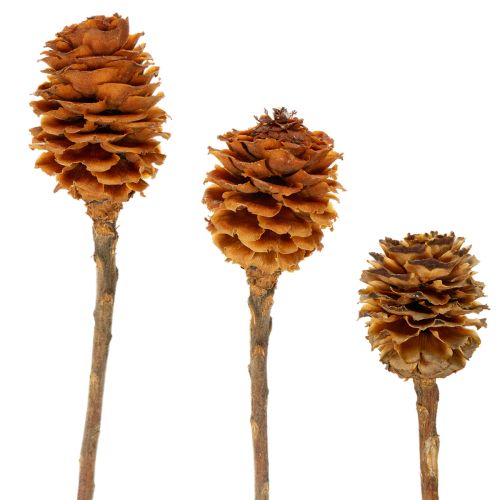 Floristik24 Glabrum Leucospermum Gedroogde Bloemen 25-40cm 25 stuks
