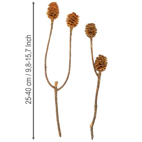 Artikel Glabrum Leucospermum Gedroogde Bloemen 25-40cm 25 stuks