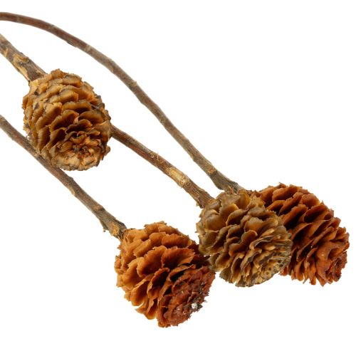 Artikel Glabrum Leucospermum Gedroogde Bloemen 25-40cm 25 stuks