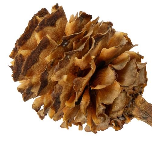Artikel Glabrum Leucospermum Gedroogde Bloemen 25-40cm 25 stuks
