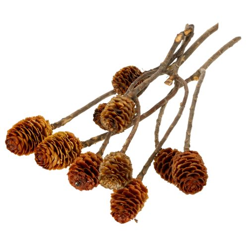 Artikel Glabrum Leucospermum Gedroogde Bloemen 25-40cm 25 stuks