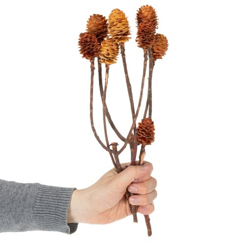Artikel Glabrum Leucospermum Gedroogde Bloemen 25-40cm 25 stuks