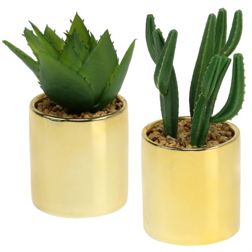 Cactussen groen in gouden pot 12cm - 17cm 4st