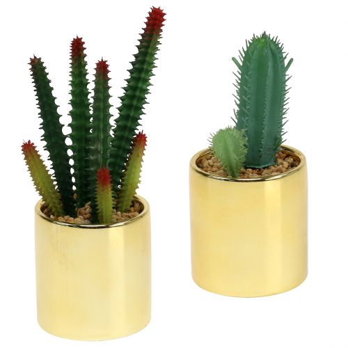 Floristik24 Cactussen groen in gouden pot 12cm - 17cm 4st