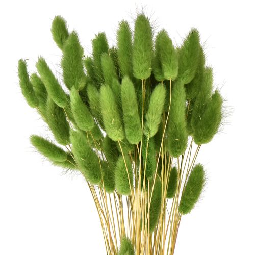 Artikel Konijnenstaartgras siergras Lagurus olijfgroen L65cm 50g