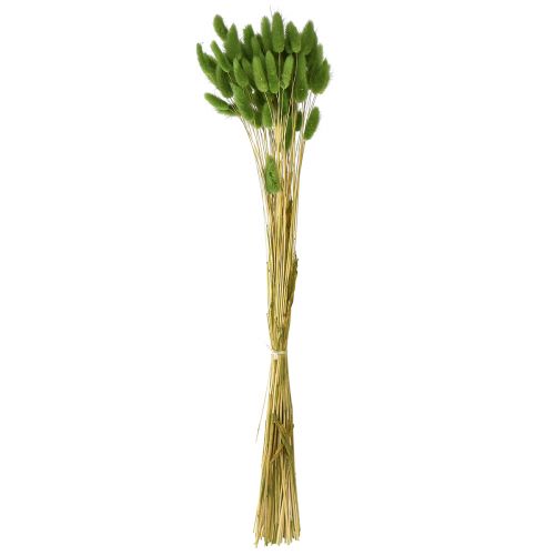 Floristik24 Konijnenstaartgras siergras Lagurus olijfgroen L65cm 50g