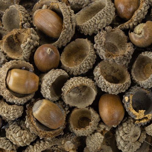 Artikel Herfstdecoratiekrans van eikels natuurlijke krans Ø30cm