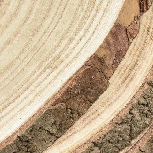 Floristik24 Houten schijven boomschijf Paulownia naturel Ø26-28cm 3 st