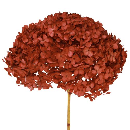 Floristik24 Hortensia Geconserveerde Droogbloemen Rood Ø20cm L50–60cm