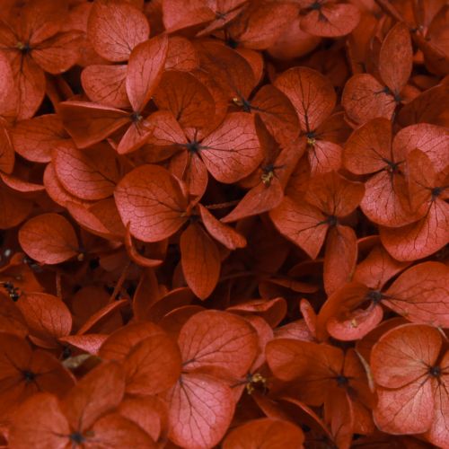 Floristik24 Hortensia Geconserveerde Droogbloemen Rood Ø20cm L50–60cm