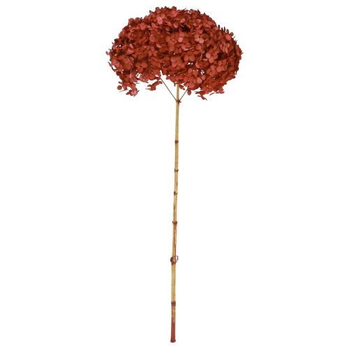 Floristik24 Hortensia Geconserveerde Droogbloemen Rood Ø20cm L50–60cm