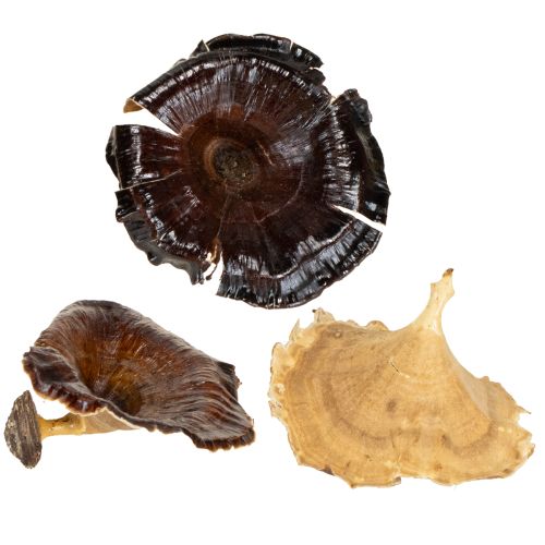 Floristik24 Kalix Mushroom Natural Gelakt 100 stuks