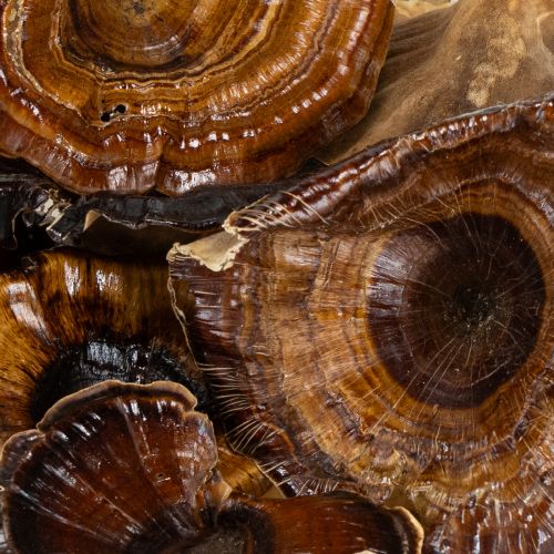 Artikel Kalix Mushroom Natural Gelakt 100 stuks