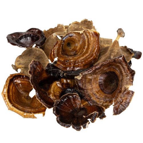 Artikel Kalix Mushroom Natural Gelakt 100 stuks