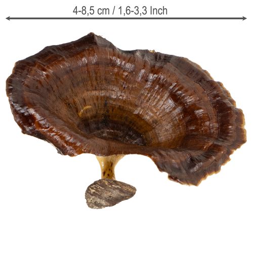 Artikel Kalix Mushroom Natural Gelakt 100 stuks