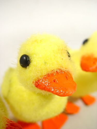 Floristik24 Chick m. Draadvoeten 8cm 12st. geel / oranje