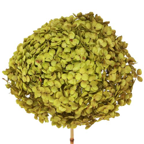 Floristik24 Geconserveerde hortensia groot in groen Ø20cm L50–60cm