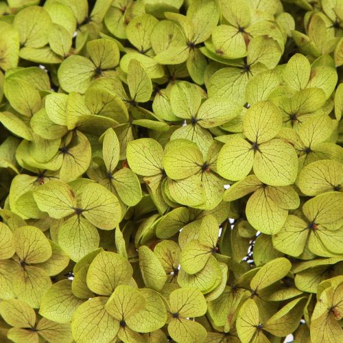 Floristik24 Geconserveerde hortensia groot in groen Ø20cm L50–60cm