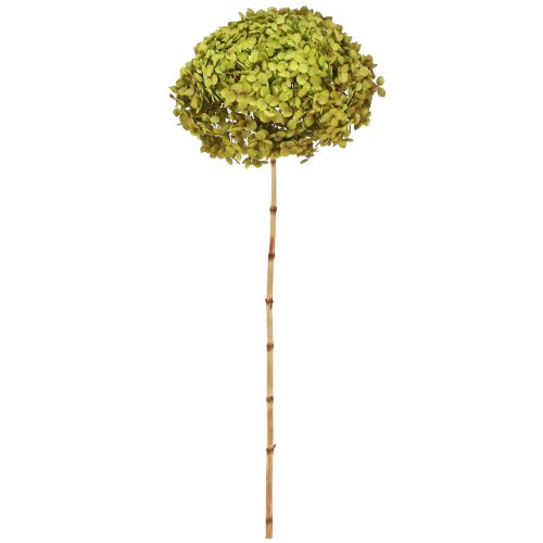 Floristik24 Geconserveerde hortensia groot in groen Ø20cm L50–60cm