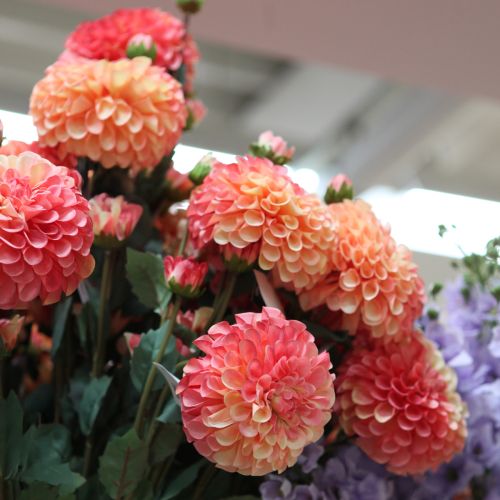 Artikel Kunstdahlia's in perzikroze Ø10cm L80cm 2 stuks
