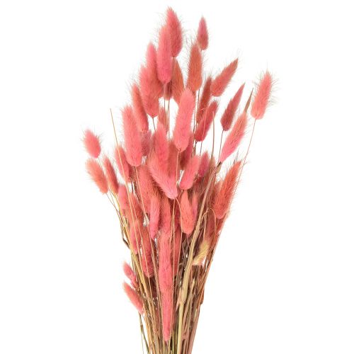 Artikel Lagurus Gedroogd Konijnenstaartgras Roze L45cm 50g
