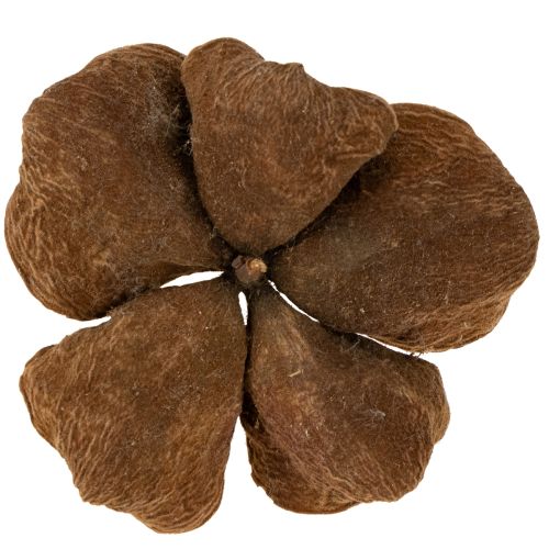 Artikel Landlotus Nature 50 stuks