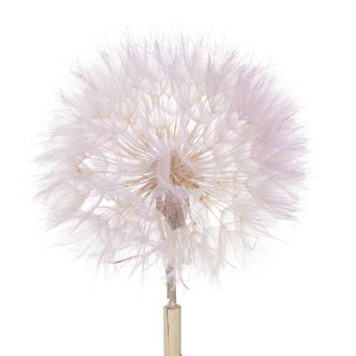 Reuze paardenbloem decoratieve gedroogde bloemen voor een modern interieur, 12 cm, 4 stuks