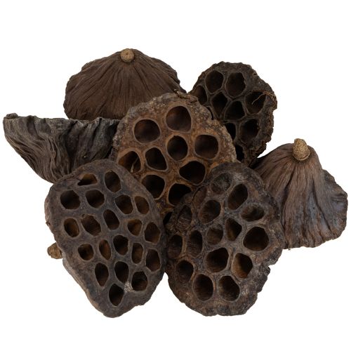 Artikel Lotusbol groot 100 stuks naturel
