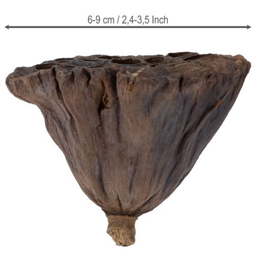 Artikel Lotusbol groot 100 stuks naturel