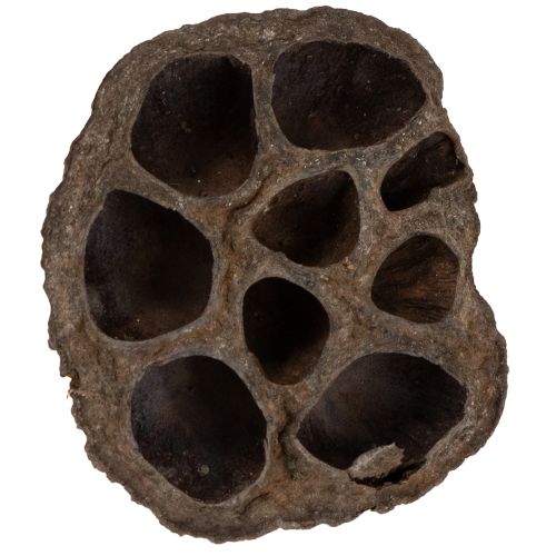 Artikel Lotusbol klein 100 stuks naturel